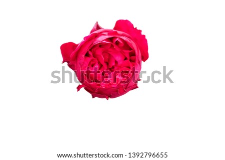 single Red  Rose flower isolated on white background .the romantic time.
