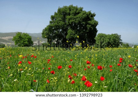 Blossom poppy flowers on the meadow - Image