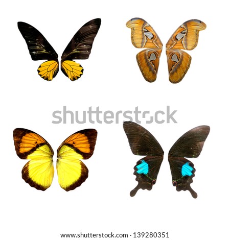 Multiple butterfly wings on a white background