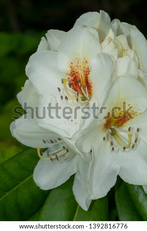 Rhododendron Graffito Flower Close up  Royalty-Free Stock Photo #1392816776