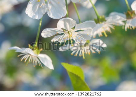 Cherry branch in a beautiful white blooming and with green leaf. Spring seasone theme. Close up artistic shot.