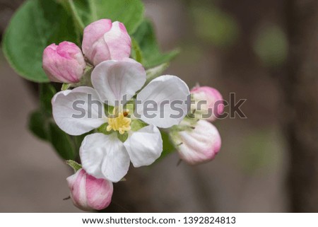 Apple blooming branch with green leaf. Spring seasone theme. Close up artistic shot.