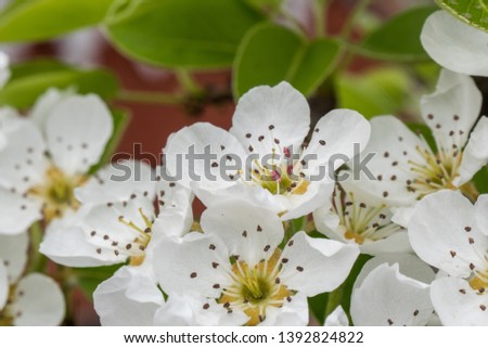 White pear bloom with green leaf. Spring seasone theme. Close up shot.