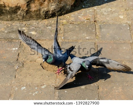 pigeons in flight, beautiful photo digital picture