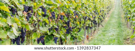 Blue grape rows in autumn foggy morning, german vineyard. New vintage wine background concept, banner