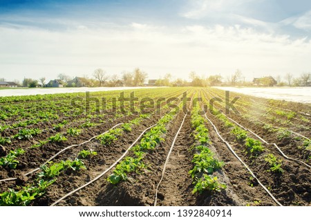 Young potatoes growing in the field are connected to drip irrigation. Agriculture landscape. Rural plantations. Farmland Farming. Selective focus Royalty-Free Stock Photo #1392840914