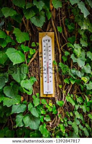 Thermometer on the ivy wall close up