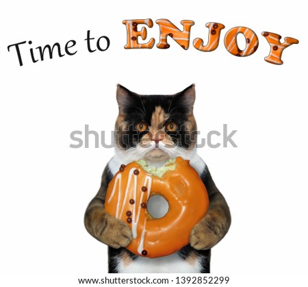 The cat is eating an apricot doughnut. Time to enjoy. White background. Isolated.