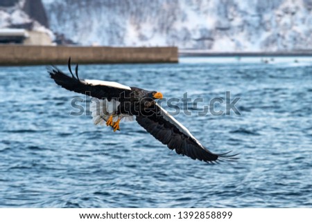 Steller's sea eagle  in flight, eagle with a fish which has been just plucked from the water in Hokkaido, Japan, eagle with a fish flies over a sea, majestic sea eagle, exotic birding in Asia