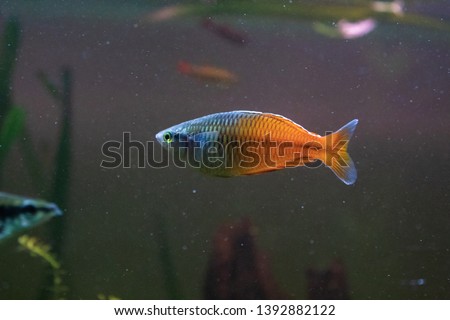 Boeseman's rainbowfish (Melanotaenia boesemani) in an Aquarium