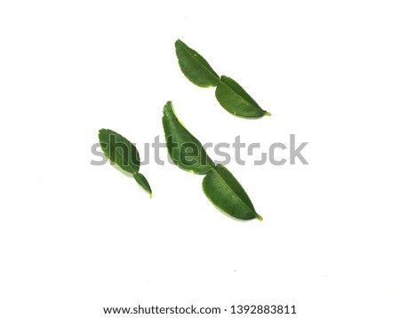Kaffir lime leaves, herbs that are used as medicines And cooking spices