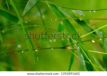 raindrops on bamboo tree leaves. photographed using a macro lens. This picture is suitable for wallpaper or background.