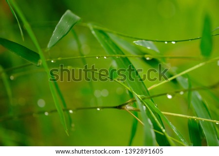 raindrops on bamboo tree leaves. photographed using a macro lens. This picture is suitable for wallpaper or background.