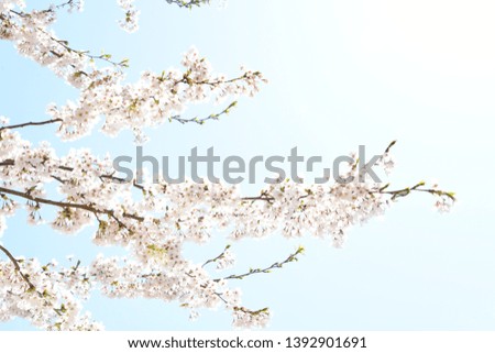 beautiful cherry blossoms in Japan