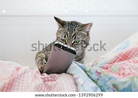 Modern cat lying in bed and watching videos on the phone