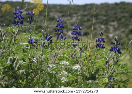 Lupine flowers in Lupine's Hill, Israel