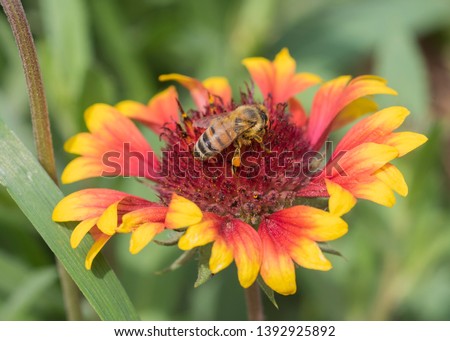 Close-up detail of a honey bee apis collecting pollen on yellow and red firewheel flower gaillardia pulchella in garden