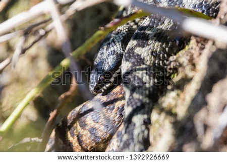 Closeup of european adders mating in undergrowth