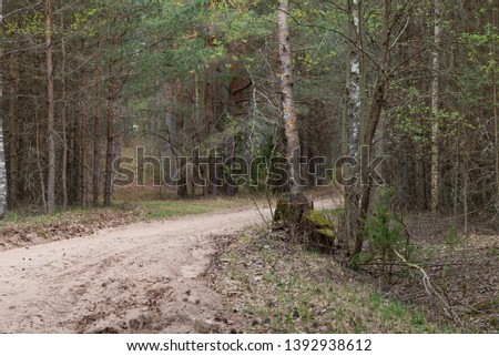 Woodland. The road goes deep into the forest
