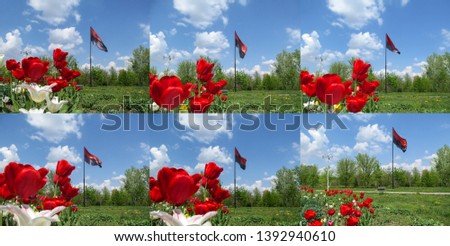 Set of six photos with red tulips on the background of the black and red flag of the Right Sector in Ukraine. Frames for animation of a flying flag on a flagpole in a park on a spring sunny day