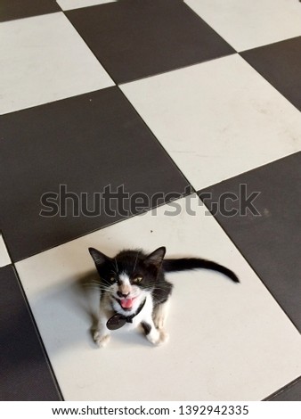 A black and white kitten sitting on black 
and white square mosaic tiles looking at the camera