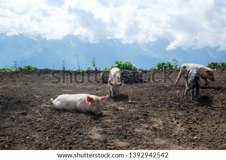 Organic pigs in the mountains of Svaneti in Georgia landscape 
