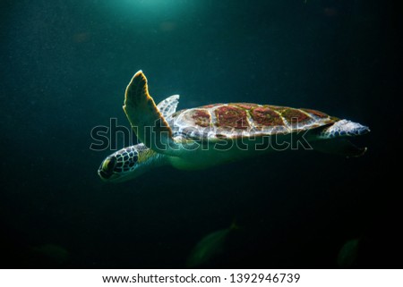 swimming turtle in dark ocean water with sea water