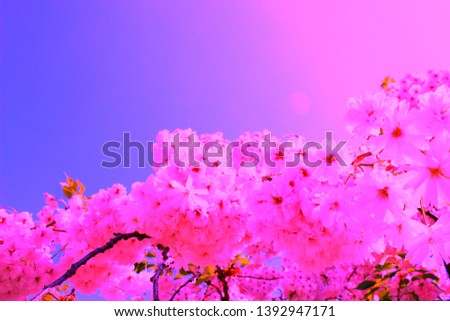 Cherry blossom tree. Shiny day,