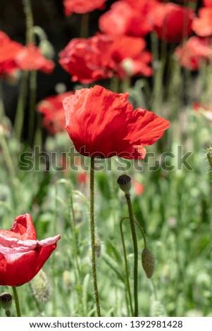 photograph of a red poppy
