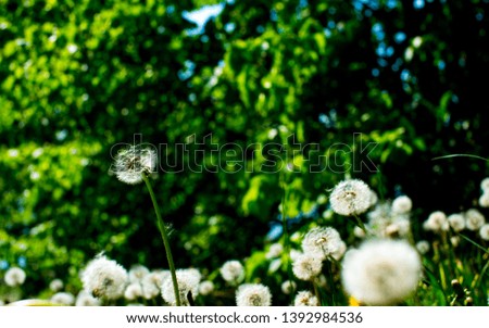 Dandelion Seed Head ,on blurry background, bokeh background, macro close-up. Dandelions, dandelion meadow, white flowers in green grass. 