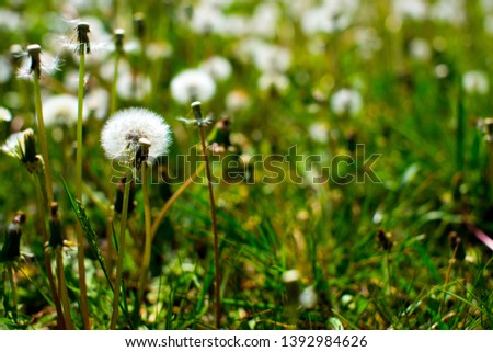 Dandelion Seed Head ,on blurry background, bokeh background, macro close-up. Dandelions, dandelion meadow, white flowers in green grass. 