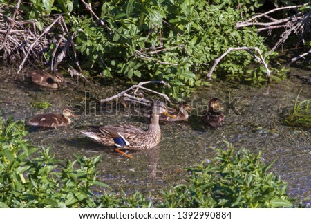 mother duck with her young