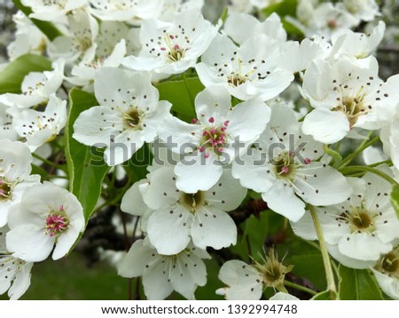 Spring Snow Crabapple tree blossom close-up in full bloom with visible stamen and a slight pink hue beautiful white flowers in a cluster