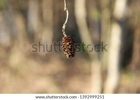 Small cone on blurred background