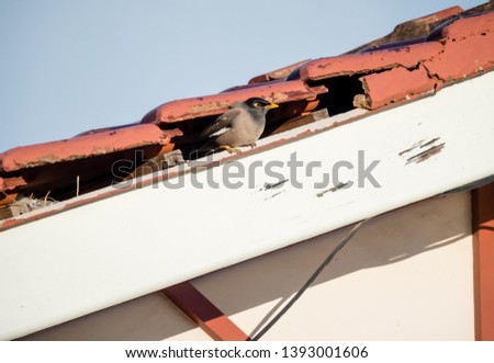 Indian Myna, Acridotheres tristis, nesting in hole in eaves of house under broken roof tiles Royalty-Free Stock Photo #1393001606