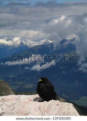 Italian mountains, Sennes group, Dolomites, jackdaw, corvus monedula