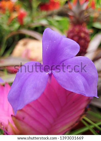 Macro photo with decorative delicate pink flower of herbaceous plant for interior and landscape design as a source for prints, posters, decor