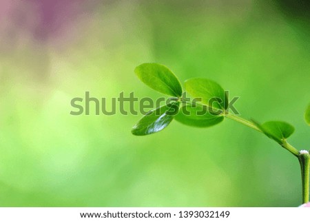 Closeup  of green leaf in garden at summer . Natural green plants landscape using as a background or wallpaper. - Image