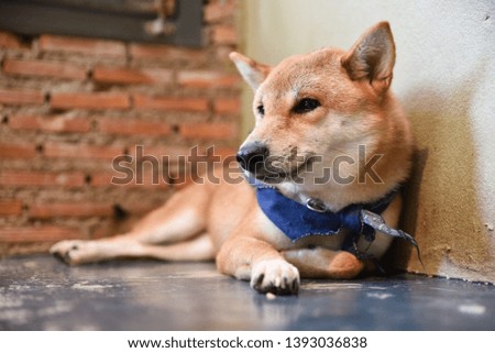 Close up of Shiba Inu dog lying on the floor with brick wall background.