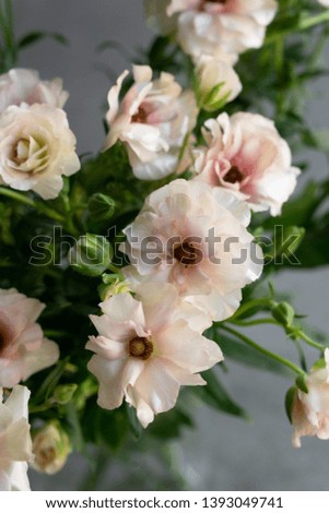 Pink ranunculus bouquet stil life background