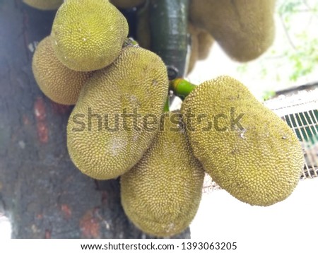 Village nice yellow jackfruit picture