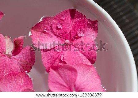 Pink hydrangea flowers floating in a bowl with essential oils. Shallow depth of field.