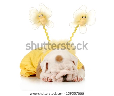 cute puppy - female english bulldog puppy wearing yellow laying down isolated on white background - 8 weeks old