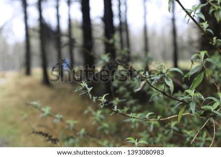 Nature photography, short depth of field