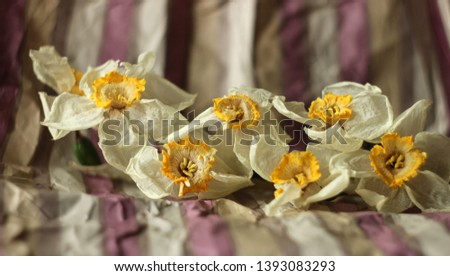Daffodils in daylight on a striped background. Closeup of a herbarium. Spring flowers. The combination of purple and yellow.