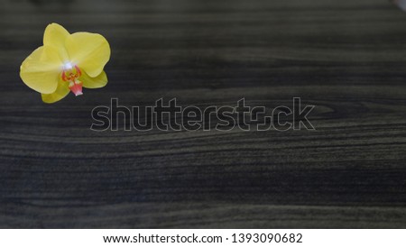wooden background with yellow orchid