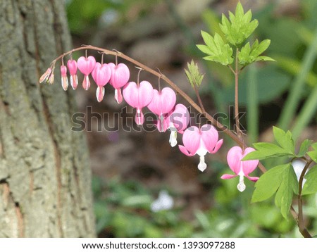 Flowers of a pink bleeding heart garden perennial plant