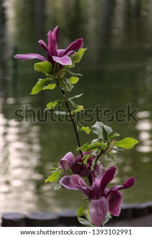 Beautiful blooming magnolias in the garden in spring background