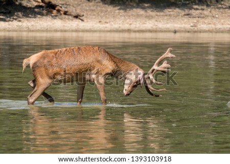 Big red deer in the water of a lake