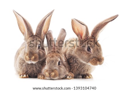 Family of brown rabbits isolated on white background.